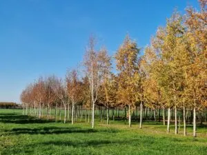 Image accompanying Rockwell Visits the Tree Nursery of Europe to handpick trees for Hurlingham Waterfront